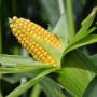 gmo yellow corn