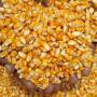 yellow corn animal feed