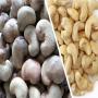 premium cashew nuts for sale (cajou)