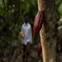 cacao et dérivées made in côte d'ivoire 