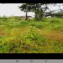 terrain titré de 2 hectares à vendre à kribi