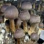 champignons secs et frais