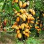 café et cacao ivoiriens bien fermenté et bien