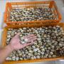 quality natural fresh quail eggs for sale 