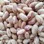  red speckled sugar beans for sale 