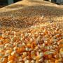 buy non-gmo  corn for animal feed