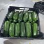 courgette a vendre