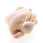 10 containers de poulet halal disponible 