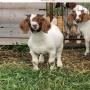 pure bred boer goats