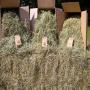 certified pasture grasses in bales