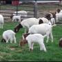 live male and female boer goats