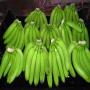 fresh cavendish banana available