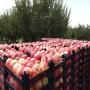 fresh apples ready