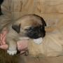 kangal shepherd puppies and dogs