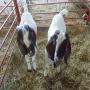 young and mature boer goats