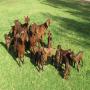 male and female kalahari red goats