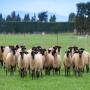 sulfock ewes ready