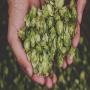 hops herbs