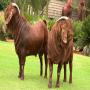 male and female kalahari red goats