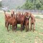 purebred kalahari red goats