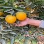 oranges egypte