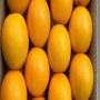 orange valancia maroc a vendre