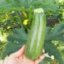 courgette a vendre