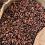 forastero cocoa beans ready