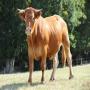 vache et mouton a vendre maroc 