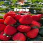 fresh strawberry 