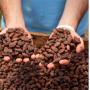 roasted cocoa beans (brown beans)