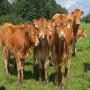 une ferme laitier au maroc