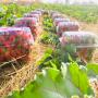 vente de fraises en grande 