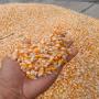 yellow corn grade 2 for animal feeding 