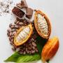 stock de cacao disponible pour exportation