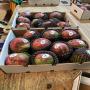 premium kent mangoes - ivory coast