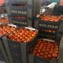 premium nules clementines for sale   morocco