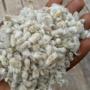 cotton seed