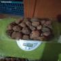 truffe rouge  algerie 