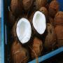 premium coconuts for sale   ivory coast