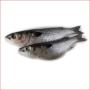 frozen fresh black tilapia fish wholesales 