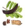 selling carob
