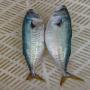 pêche à dakhla-maroc
