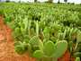 nopal en poudre,  figues de barbarie,  pépins