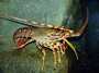 langoustes