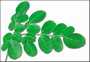 partenaire pour production moringa tunisie