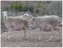 moutons femelles adultes 50-60 kg