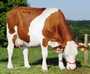 genisses pleines,  vaches laitieres