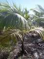 choux de palmiste frais de la reunion